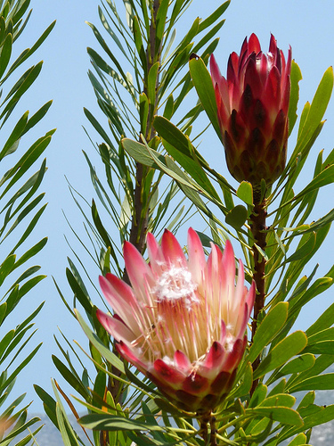 Protea fresh cut flowers