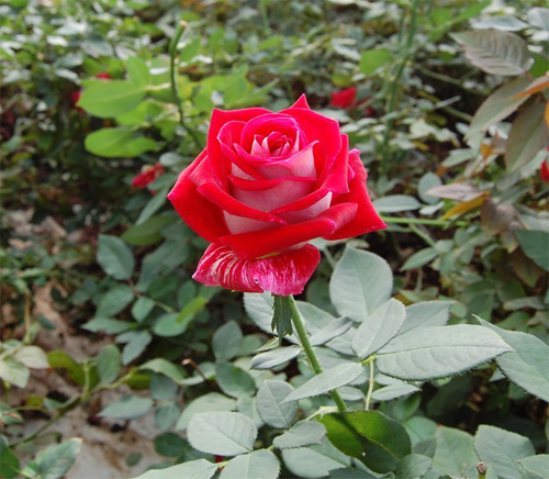 Rose fresh cut flowers