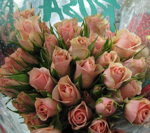 Spray roses fresh cut flowers