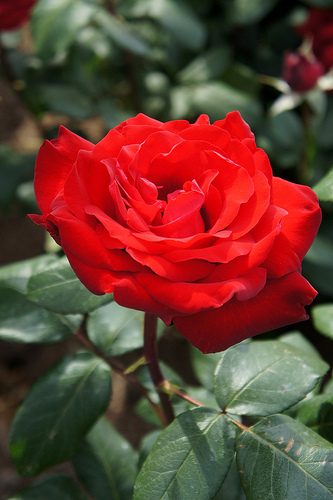 Roses tea fresh cut flowers