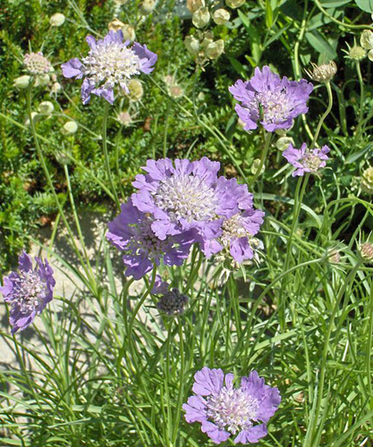 Scabiosa fresh cut flowers