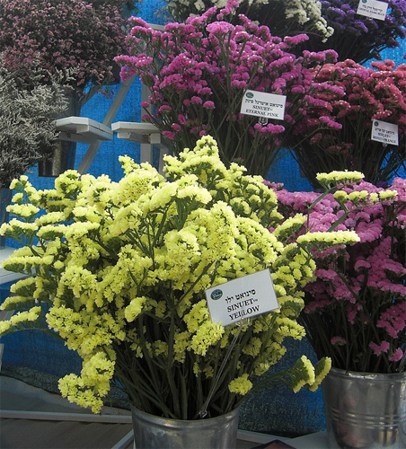 Statice fresh cut flowers