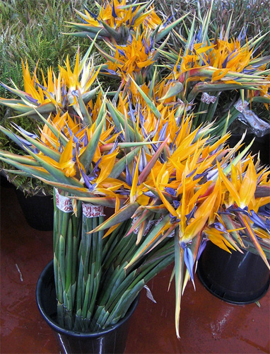 Strelitzia fresh cut flowers