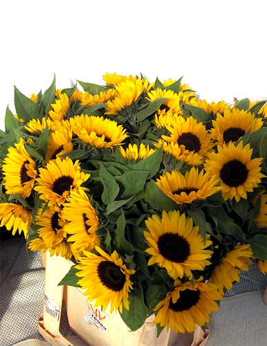 Sunflower fresh cut flowers