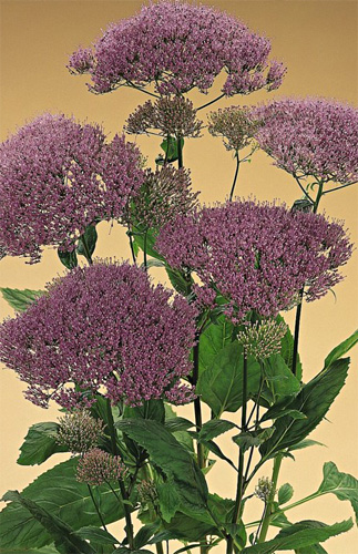 Trachelium fresh cut flowers