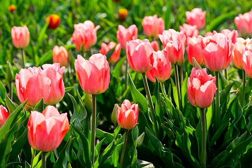 Tulip fresh cut flowers