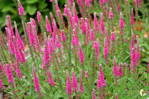 Veronica fresh cut flowers