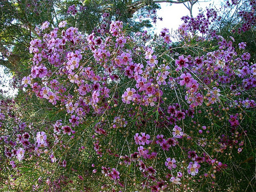 Wax flower fresh cut flowers