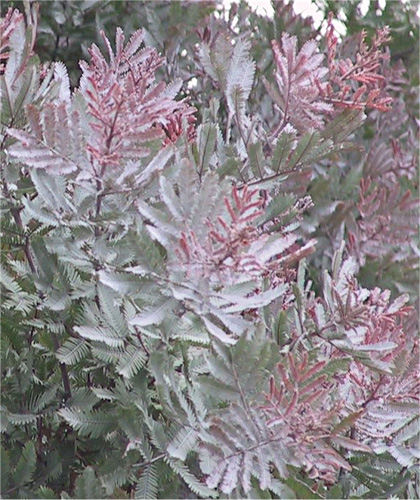 Acacia fresh cut foliage