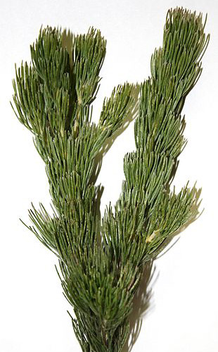 Adenanthos fresh cut foliage