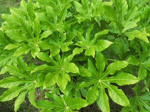 Aralia fresh cut foliage