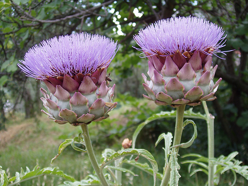 Artichoke fresh cut foliage