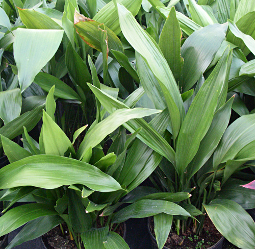 Aspidistra fresh cut foliage