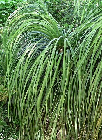 Bear grass fresh cut foliage