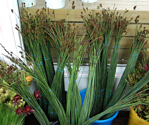Chondropetalum fresh cut foliage