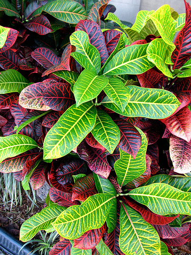 Croton fresh cut foliage