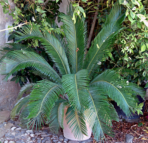 Cycas fresh cut foliage