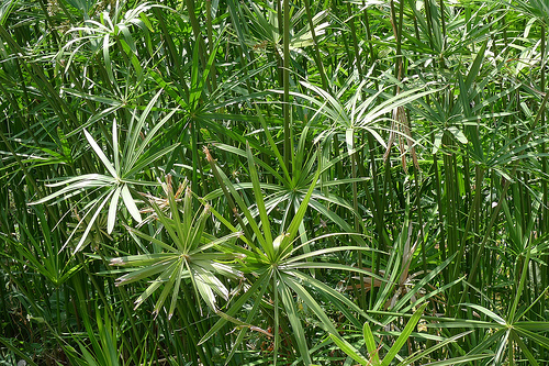Cyperus fresh cut foliage