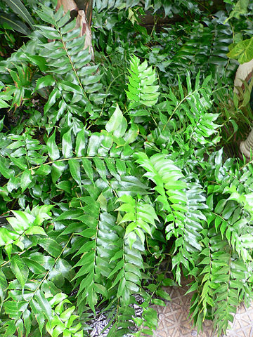 Cyrtomium fresh cut foliage