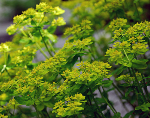 Euphorbia fresh cut foliage