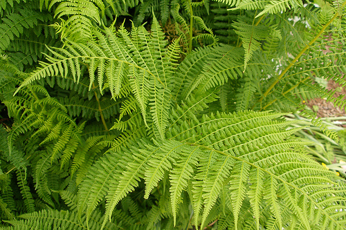 Fern fresh cut foliage