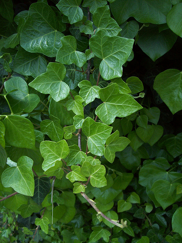 Hedera fresh cut foliage