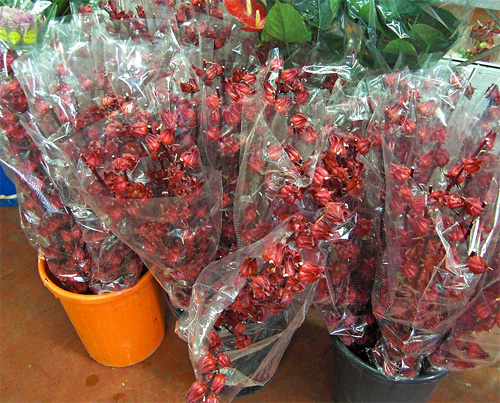 Hibiscus fresh cut foliage