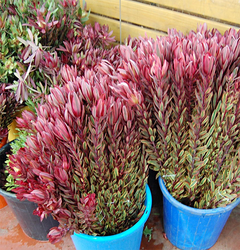 Leucadendron fresh cut foliage
