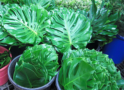Monstera fresh cut foliage