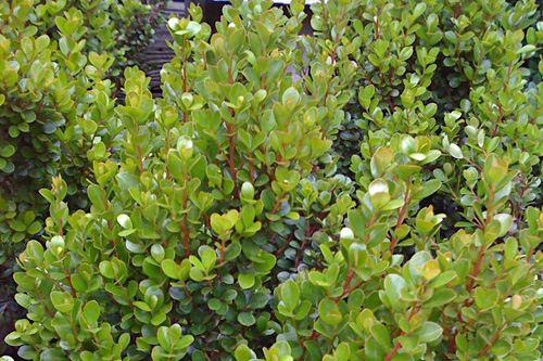 Myrsine fresh cut foliage