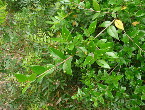 Myrtus fresh cut foliage
