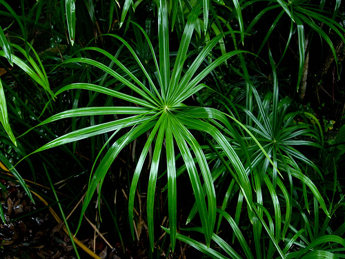 Palm fresh cut foliage