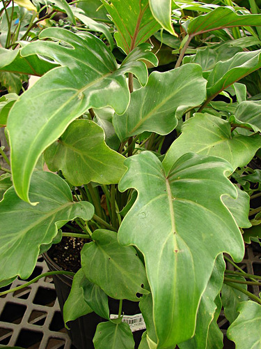 Philodendron fresh cut foliage