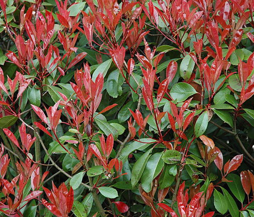 Photinia fresh cut foliage