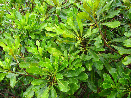 Pittosporum fresh cut foliage