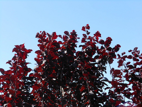 Prunus fresh cut foliage