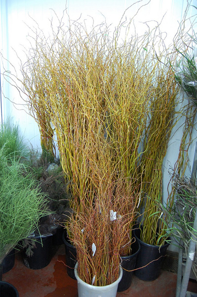 Salix fresh cut foliage