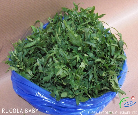 
Arugula baby fresh herb
