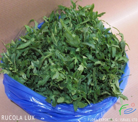 
Arugula deluxe fresh herb
