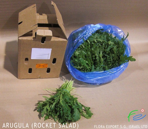 
Arugula fresh herb

