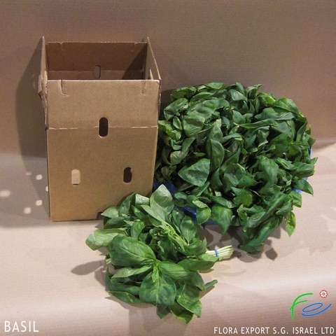 
Basil fresh herb

