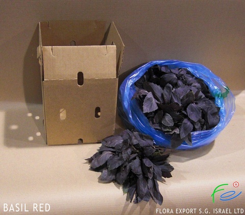 
Green basil fresh herb
