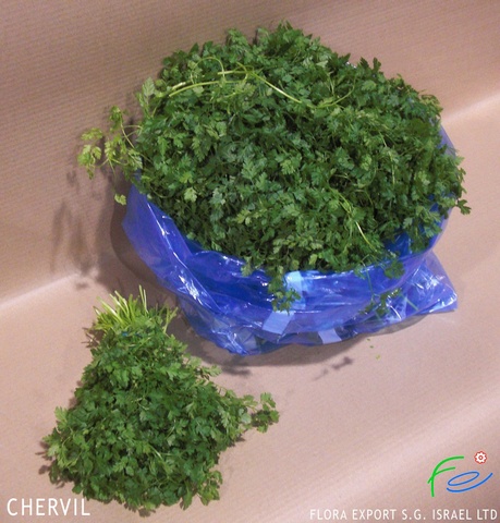 
Chervil fresh herb
