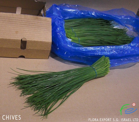 
Chives fresh herb
