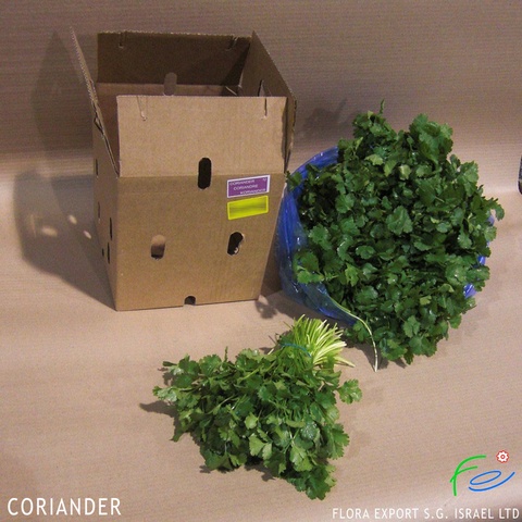 
Coriander fresh herb
