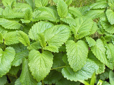 
Lemon Balm fresh herb
