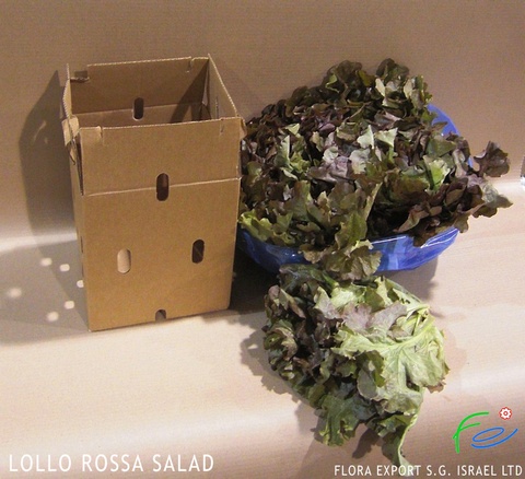 
Lollo Rosso lettuce fresh herb
