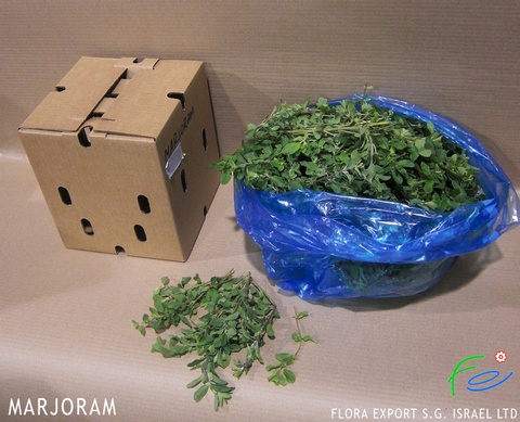 
Marjoram fresh herb
