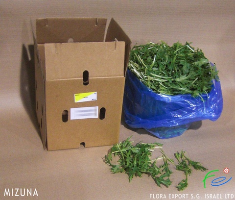 
Mizuna fresh herb
