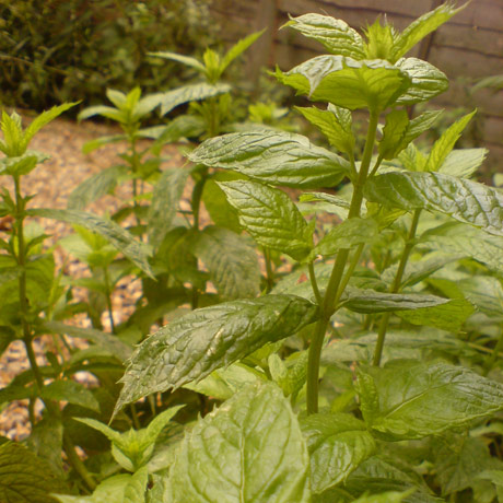 
Peppermint fresh herb. Photo (cc) Claire Cessford
